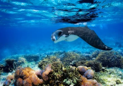 Best Resorts in Fiji