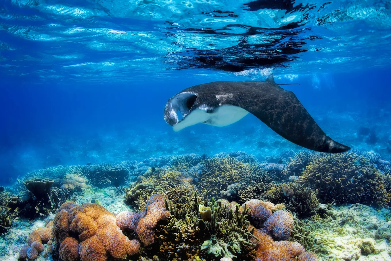 fiji experiences