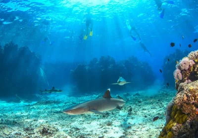Top Things to DO in Fiji
