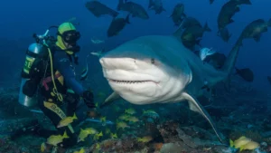 beqa shark dive