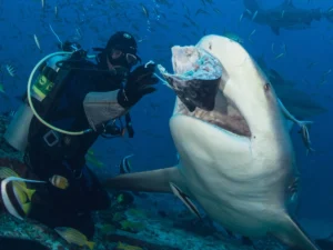 fiji shark dive