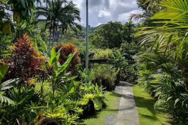 Private Nadi Tour Cultural and Nature Highlights