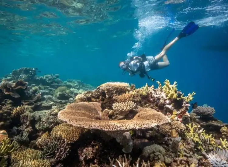 fiji diving